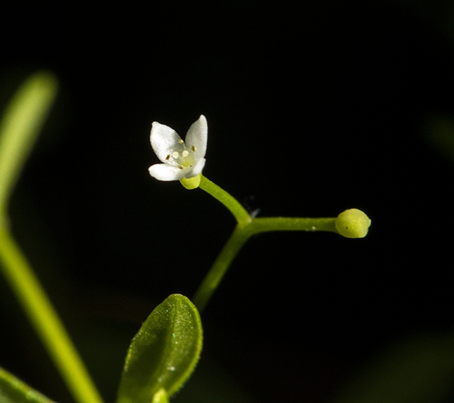 Galium flower small