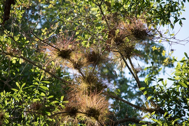 Tillandsia setacea seeral on branch