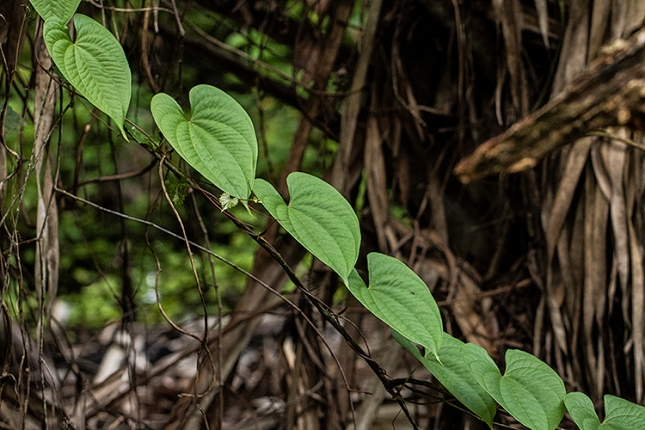 Dioscorea bulbifera leaf lineup