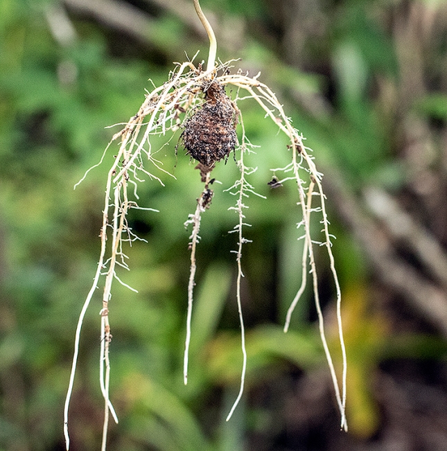 Dioscorea bulbifera tuber sprouting